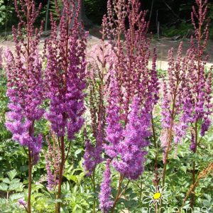 Astilbe purple Candles
