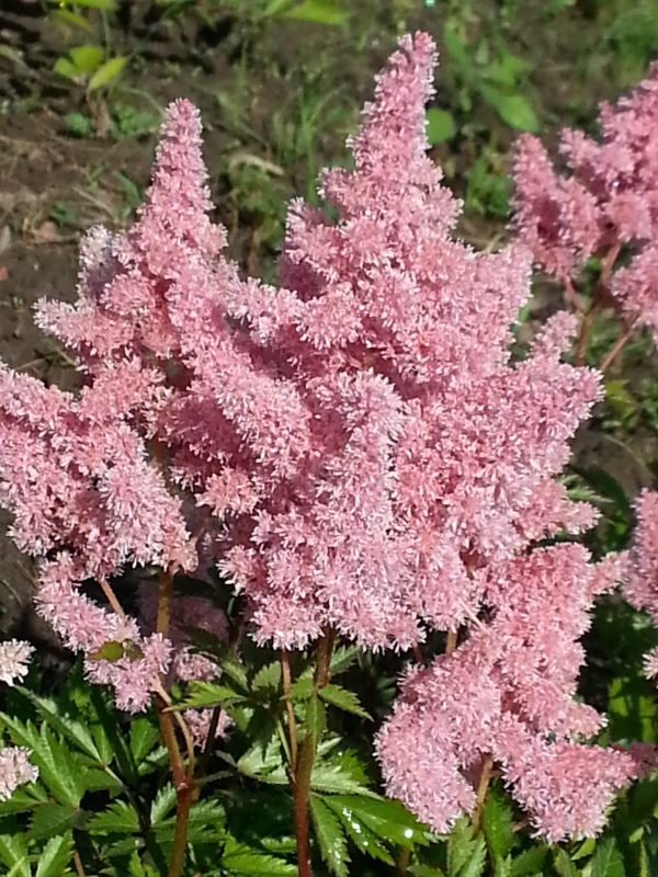 Astilbe Sister Therese