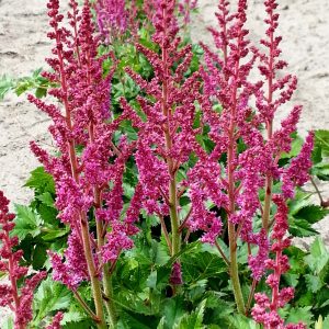 Astilbe to Have and to Hold