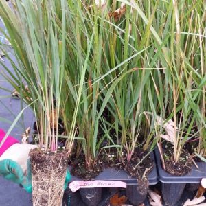 calamagrostis karl foerster