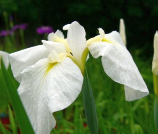 iris ensata blanc