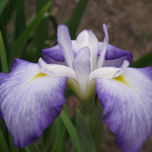 iris ensata blue beauty