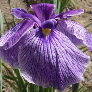 iris ensata edens harmony