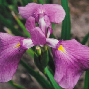 iris ensata lilas