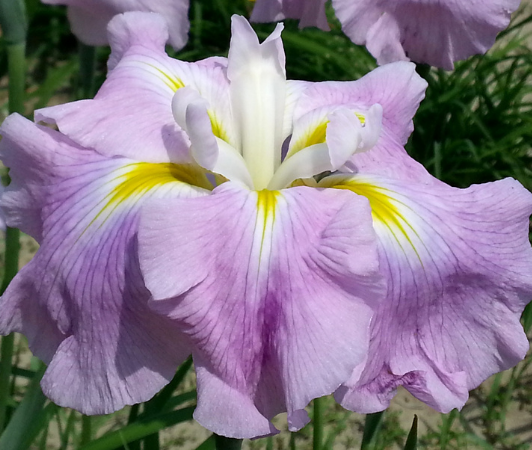 iris ensata pink frost