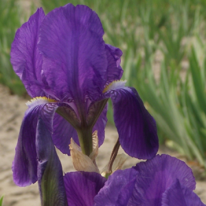 iris germanica atropurpurea