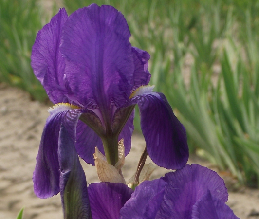 iris germanica atropurpurea