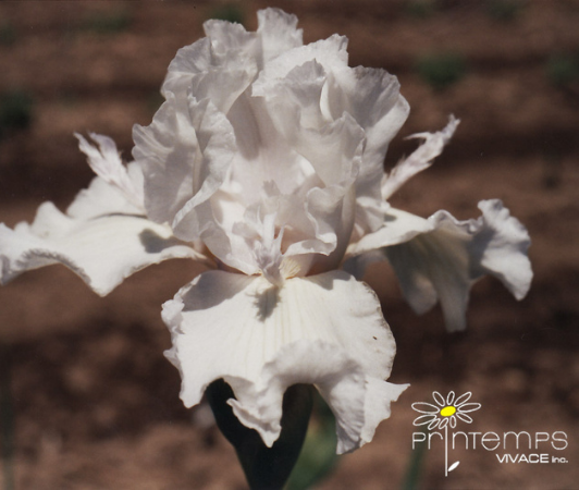 iris germanica cotton carnival