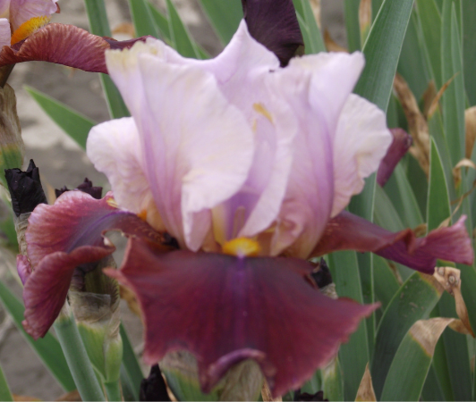 iris germanica latin hideaway