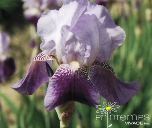iris germanica lilas mauve