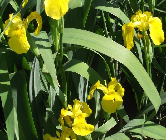 iris pseudacorus jaune