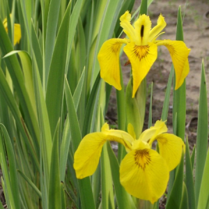 iris pseudacorus variegata