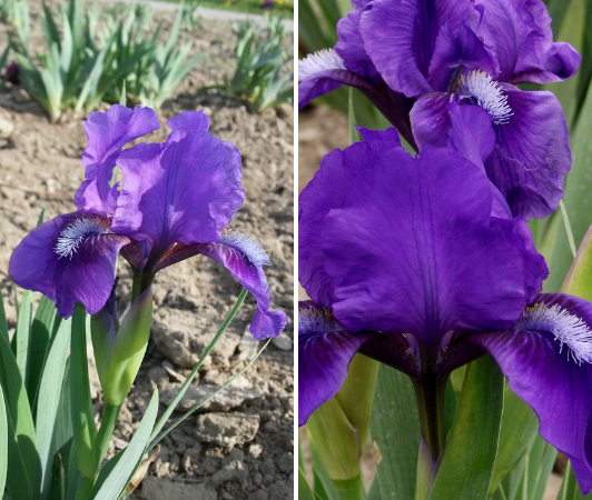 iris pumila banbury ruffles