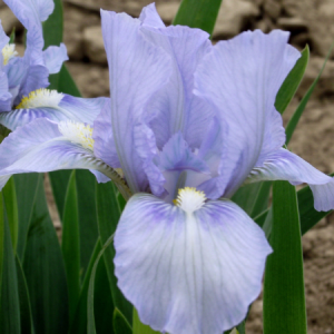 iris pumila bleu denin