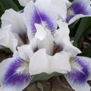 iris pumila boo
