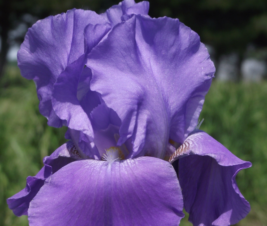 iris remontant autumn orchid