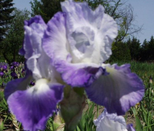 iris remontant clarence