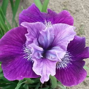 iris sibirica lady vanessa