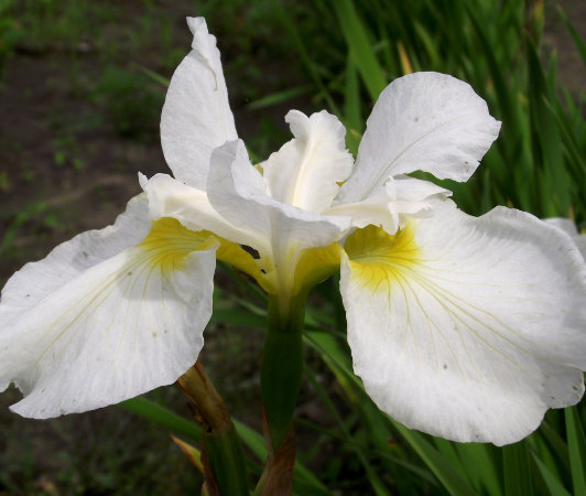 iris sibirica rimouski
