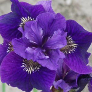 iris sibirica ruffled velvet