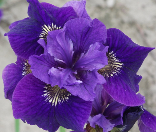 iris sibirica ruffled velvet