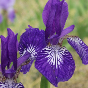 iris sibirica salem whitch