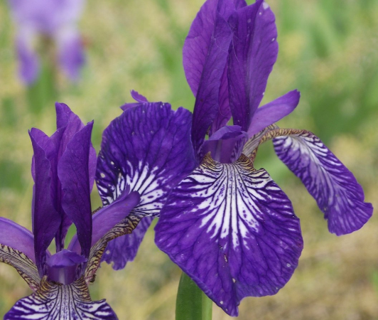 iris sibirica salem whitch