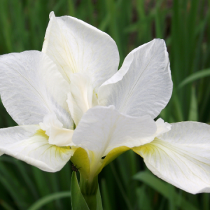 iris sibirica white swirl