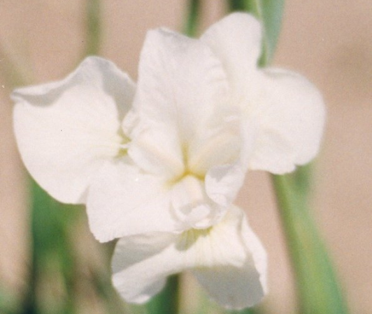 iris sibirica white triangle