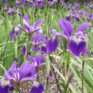 iris versicolor gerald darby