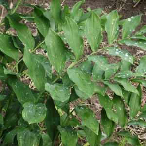 polygonatum odoratum