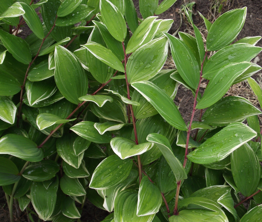 polygonatum variegatum